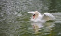 Mute swan Cygnus olor lands on the water, brings down his wings.