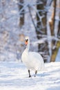 Mute swan (Cygnus olor) a large water bird, an adult bird with white plumage walks on the snow at the shore of the lake. Royalty Free Stock Photo