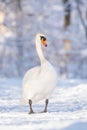Mute swan (Cygnus olor) a large water bird, an adult bird with white plumage walks on the snow at the shore of the lake. Royalty Free Stock Photo