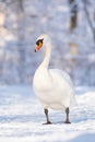 Mute swan (Cygnus olor) a large water bird, an adult bird with white plumage walks on the snow at the shore of the lake. Royalty Free Stock Photo