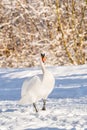 Mute swan (Cygnus olor) a large water bird, an adult bird with white plumage walks on the snow at the shore of the lake. Royalty Free Stock Photo