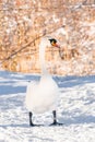 Mute swan (Cygnus olor) a large water bird, an adult bird with white plumage walks on the snow at the shore of the lake. Royalty Free Stock Photo