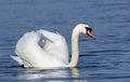 Mute swan, Cygnus olor. The male was diving, water droplets dripping from his beak Royalty Free Stock Photo