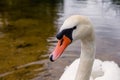 Mute swan Cygnus olor