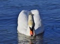 Mute swan - Cygnus olor near Hainburg an der Donau, Austria