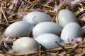 Mute swan (Cygnus olor) nest