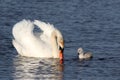 Mute Swan with one Cygnet Swimming on a Blue Lake