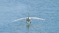 Mute swan Cygnus olor at Plaiaundi Royalty Free Stock Photo