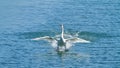 Mute swan Cygnus olor at Plaiaundi Royalty Free Stock Photo