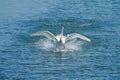 Mute swan Cygnus olor at Plaiaundi Royalty Free Stock Photo