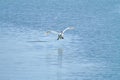 Mute swan Cygnus olor at Plaiaundi Royalty Free Stock Photo