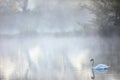 The mute swan Cygnus olor on a pond in the morning fog. Atmosphere of a morning pond with swans. Rural atmosphere in Central Royalty Free Stock Photo