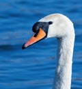 Mute swan, Cygnus olor. Portrait, close-up of a bird Royalty Free Stock Photo