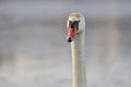 Mute Swan - Cygnus olor portrait Royalty Free Stock Photo