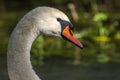 Mute Swan (Cygnus olor) Mute Swan (Cygnus olor) portrait in the sunlight Royalty Free Stock Photo