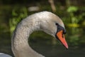 Mute Swan (Cygnus olor) Mute Swan (Cygnus olor) portrait in the sunlight Royalty Free Stock Photo