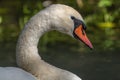 Mute Swan (Cygnus olor) Mute Swan (Cygnus olor) portrait in the sunlight Royalty Free Stock Photo