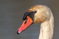 Mute swan (Cygnus olor) portrait on the water of a lake Royalty Free Stock Photo