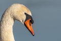 Mute swan (Cygnus olor) portrait on the water of a lake Royalty Free Stock Photo