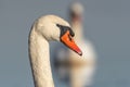 Mute swan (Cygnus olor) portrait on the water of a lake Royalty Free Stock Photo