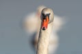 Mute swan (Cygnus olor) portrait on the water of a lake Royalty Free Stock Photo