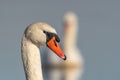 Mute swan (Cygnus olor) portrait on the water of a lake Royalty Free Stock Photo