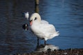 Mute Swan