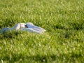 Mute swan, Cygnus olor resting in grass of polder Eempolder, Netherlands