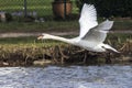 Mute swan Cygnus olor