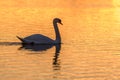 Mute swan (Cygnus olor) silhouette in the water at sunset