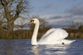 Mute swan, Cygnus olor Royalty Free Stock Photo