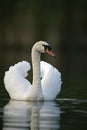 Mute swan, Cygnus olor