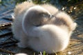 Mute swan, Cygnus olor. Sleeping baby Royalty Free Stock Photo
