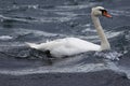 A Mute Swan (Cygnus Olor) at the Sound of Islay, Isle of Jura, Scotland Royalty Free Stock Photo