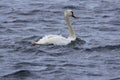 A Mute Swan (Cygnus Olor) at the Sound of Islay, Isle of Jura, Scotland Royalty Free Stock Photo