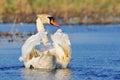 The mute swan Cygnus olor is a species of swan and a member of the waterfowl family Anatidae, Biebrzanski National Park, Poland. Royalty Free Stock Photo