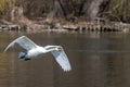 Mute swan, Cygnus olor flying over a lake in the English Garden in Munich, Germany Royalty Free Stock Photo