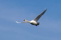 Mute swan, Cygnus olor flying over a lake in the English Garden in Munich, Germany Royalty Free Stock Photo