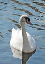 Hamburg- mute swan on lake Alster - II -