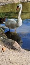 The mute swan is a species of swan and a member of the waterfowl family Anatidae