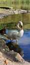 The mute swan is a species of swan and a member of the waterfowl family Anatidae