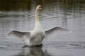 The Mute Swan Cygnus olor is a species of swan, and thus a member of the waterfowl family Anatidae.