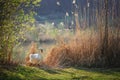 Mute swan Cygnus olor standing on the grass near reeds. Elegant white bird at the lake in sunlight. Nature, animal theme Royalty Free Stock Photo