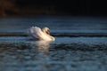 Winter Mute Swan in Threat Posture on a Blue Lake