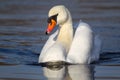 Mute swan Cygnus olor Royalty Free Stock Photo