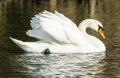 Mute swan (Cygnus olor) Royalty Free Stock Photo
