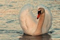 The mute swan Cygnus olor Royalty Free Stock Photo