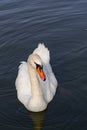 mute swan, Cygnus olor, swimming Royalty Free Stock Photo