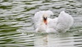 Mute swan Cygnus olor swims around in its pond in early morning. Ruffles and displays his wings. Royalty Free Stock Photo