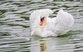 Mute swan Cygnus olor swims around in its pond in early morning. Ruffles and displays his wings. Royalty Free Stock Photo